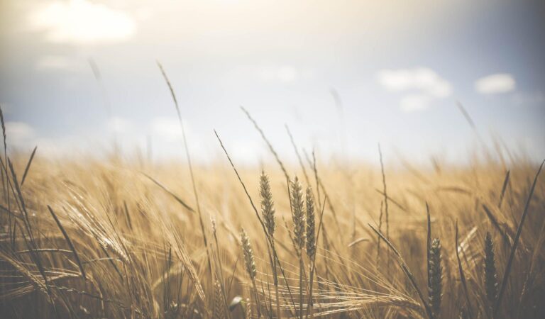 Finanziamenti agricoltura